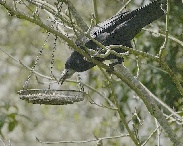 rook